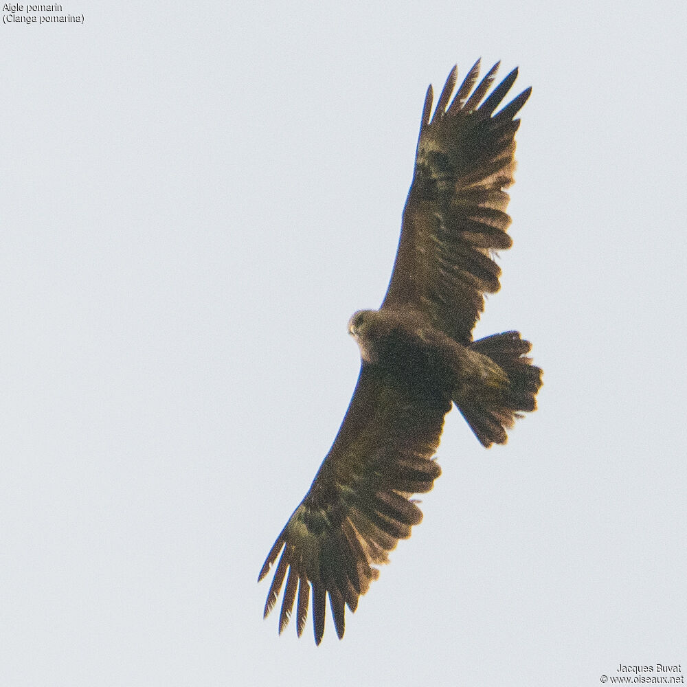 Aigle pomarinadulte, identification, composition, Vol