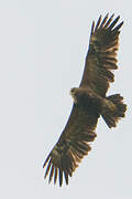 Lesser Spotted Eagle