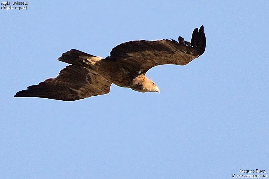 Aigle ravisseuradulte, identification, Vol, Comportement