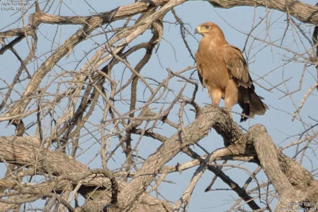 Aigle ravisseuradulte