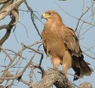 Tawny Eagle