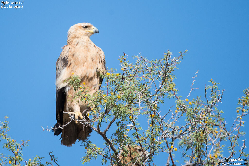 Aigle ravisseurimmature