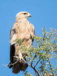 Aigle ravisseur