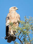 Aigle ravisseur