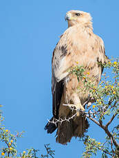 Aigle ravisseur