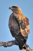 Tawny Eagle