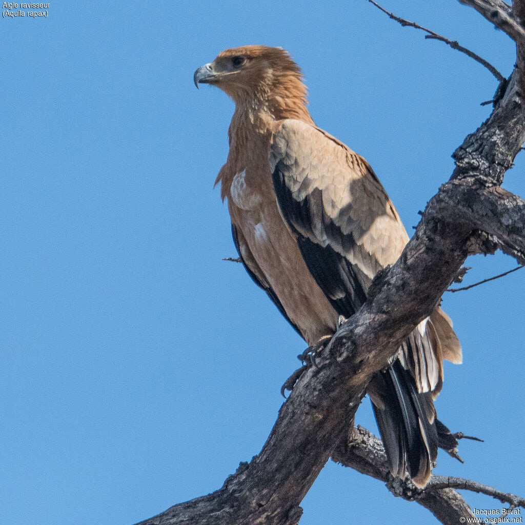 Tawny Eaglejuvenile, close-up portrait, aspect, pigmentation