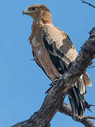 Aigle ravisseur