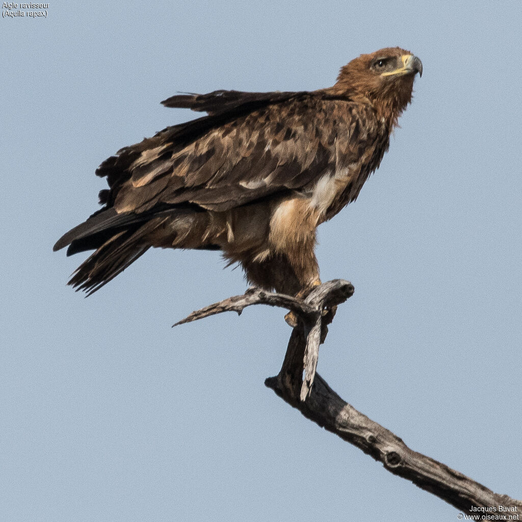 Aigle ravisseur