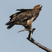 Tawny Eagle