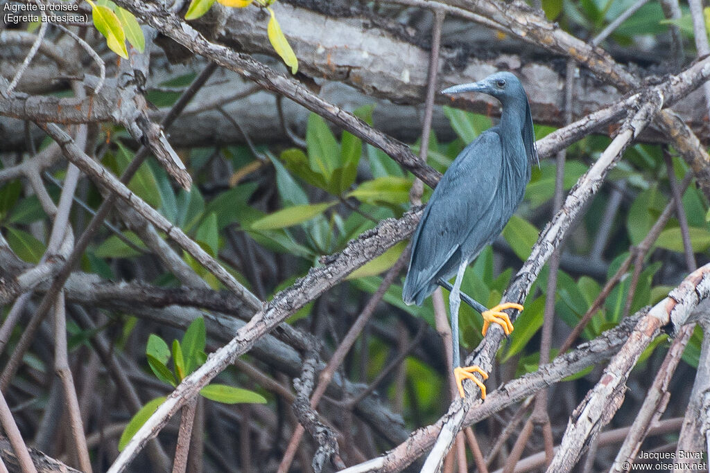 Black Heronadult breeding