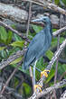 Aigrette ardoisée