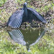 Black Heron