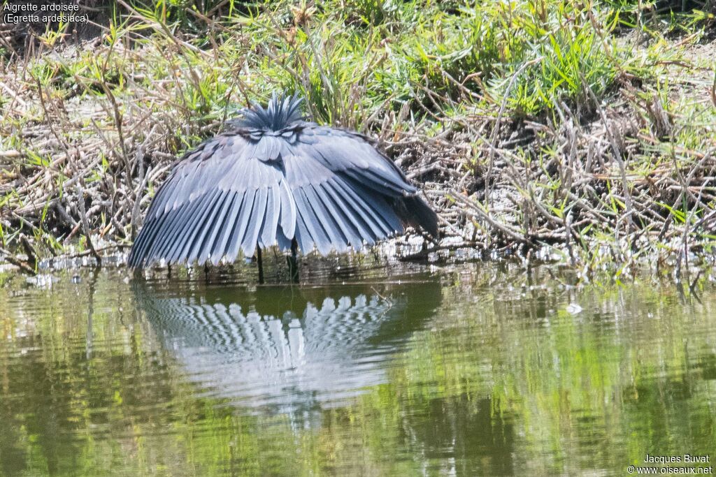 Black Heronadult, habitat, camouflage, fishing/hunting