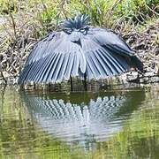 Aigrette ardoisée