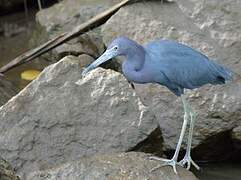 Aigrette bleue