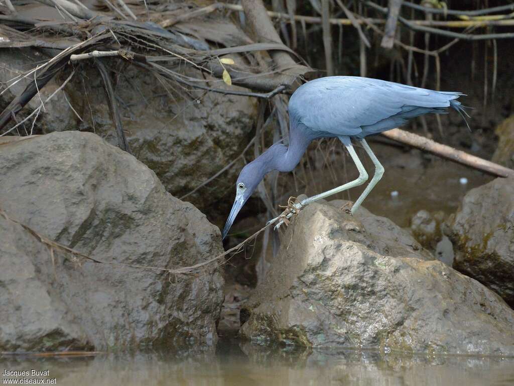 Aigrette bleue