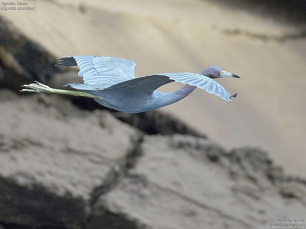 Little Blue Heronadult, aspect, pigmentation, Flight