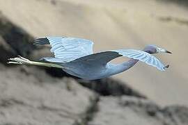 Little Blue Heron