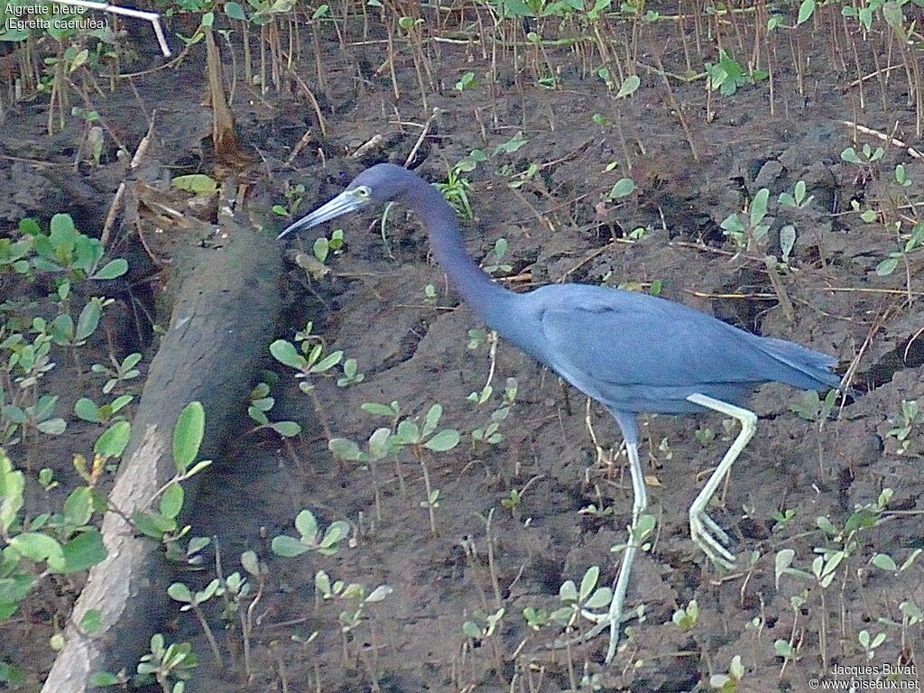 Little Blue Heronadult, identification, aspect, pigmentation, walking