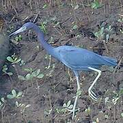 Little Blue Heron