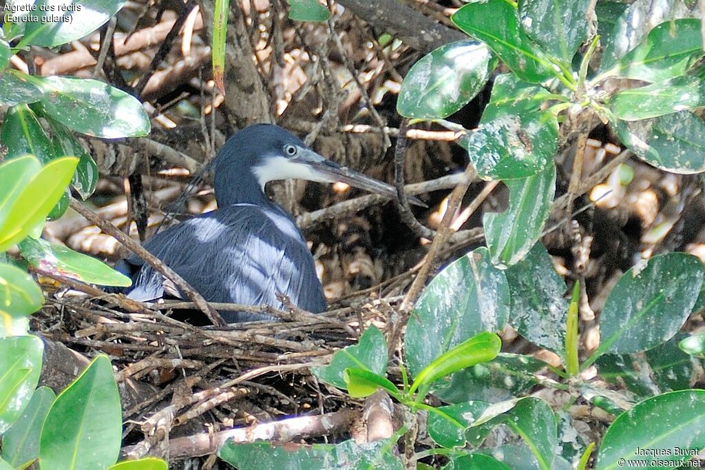 Aigrette des récifsadulte nuptial, identification, habitat, composition, pigmentation, Nidification, r. coloniale