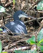 Western Reef Heron