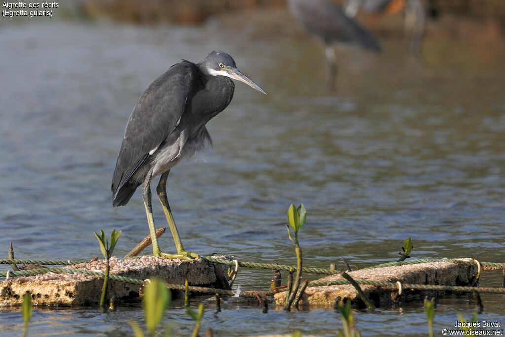 Aigrette des récifsadulte internuptial