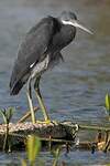 Aigrette des récifs