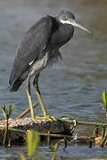 Western Reef Heron