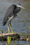 Western Reef Heron