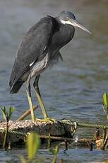 Aigrette des récifs