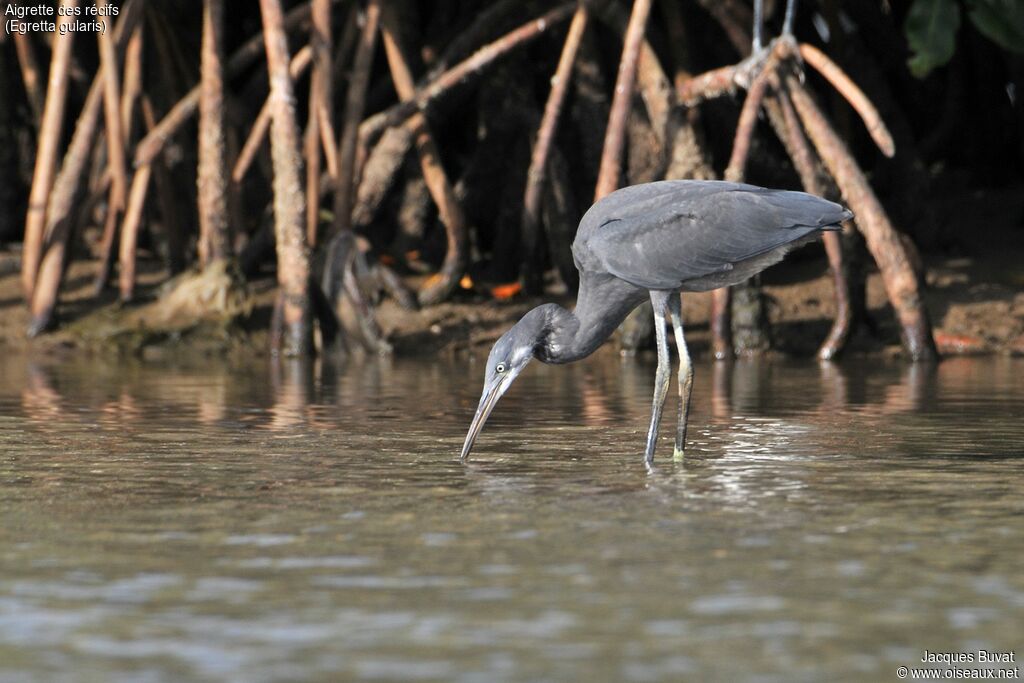 Aigrette des récifs1ère année