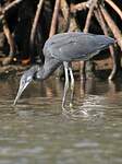 Aigrette des récifs