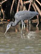 Western Reef Heron