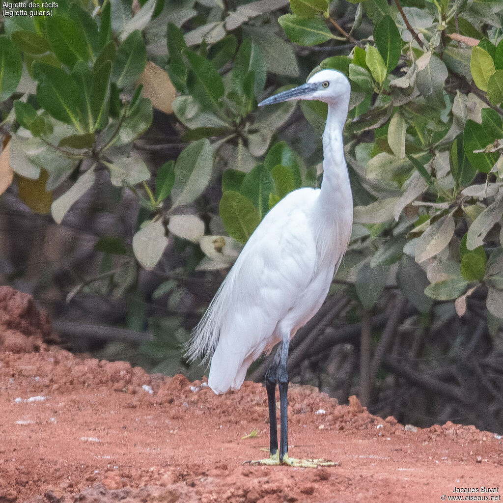 Aigrette des récifsadulte nuptial, identification, composition, pigmentation