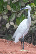 Western Reef Heron