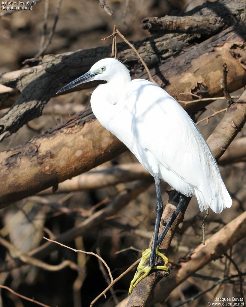 Aigrette des récifsadulte, identification, composition, pigmentation