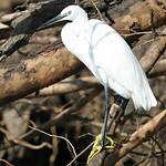 Aigrette des récifs