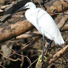 Aigrette des récifs