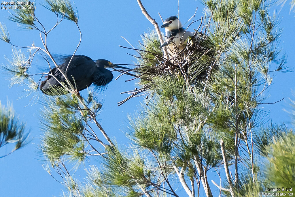 Dimorphic Egretadult breeding