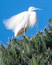 Aigrette dimorphe