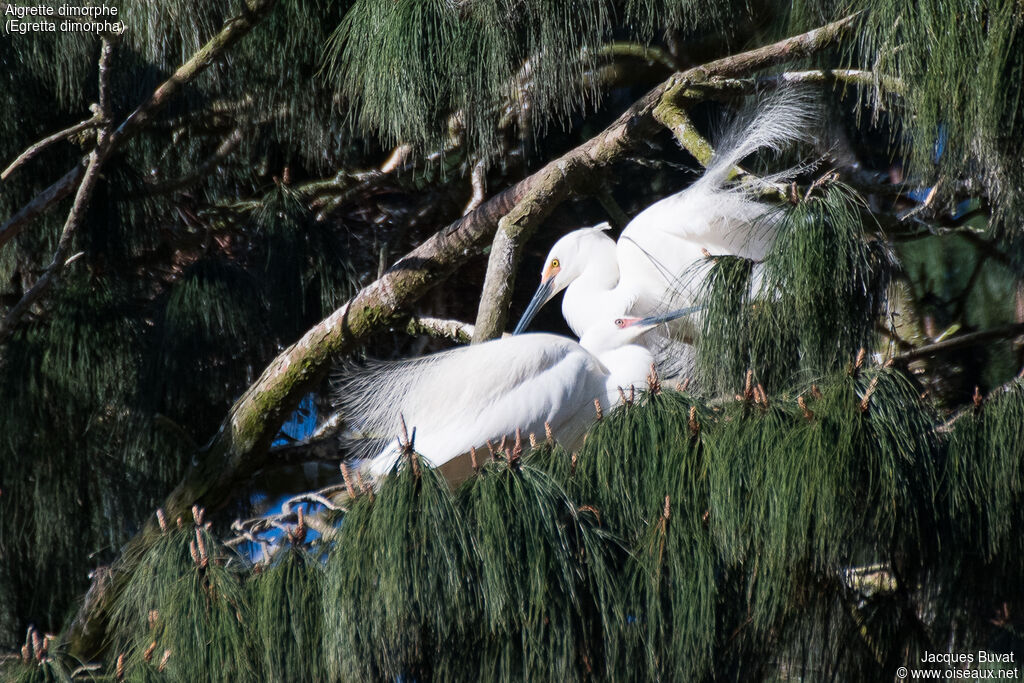 Dimorphic Egretadult breeding