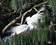 Aigrette dimorphe