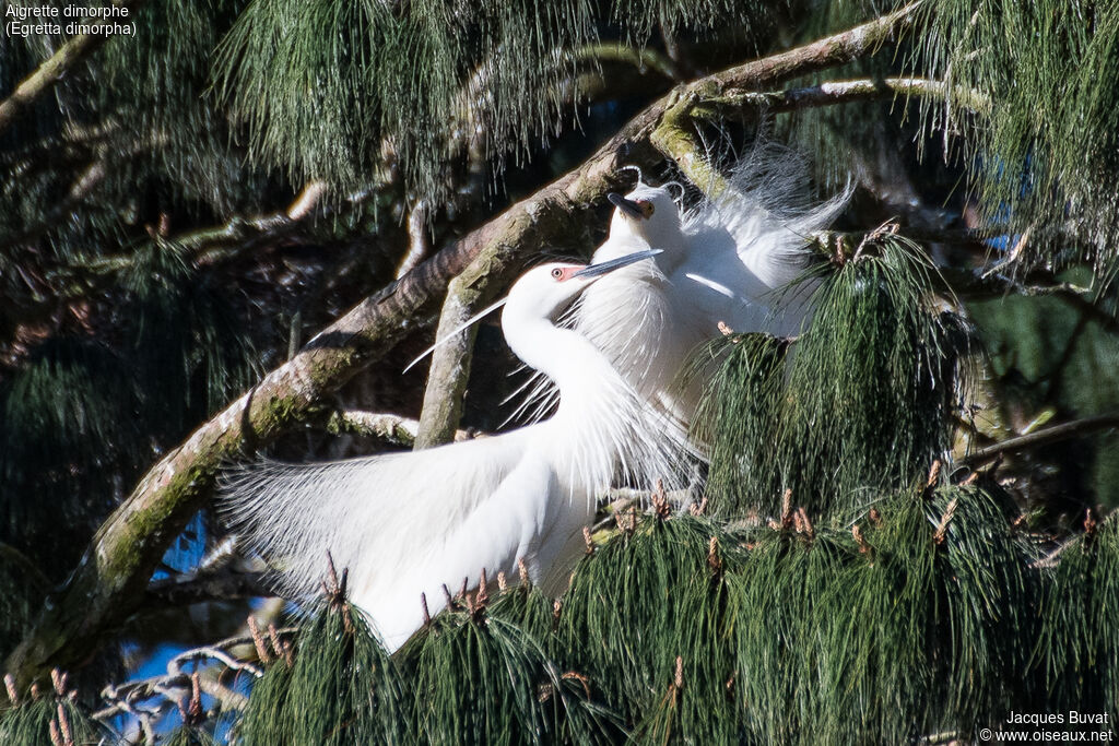 Dimorphic Egretadult breeding