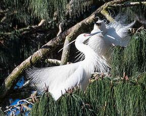 Aigrette dimorphe