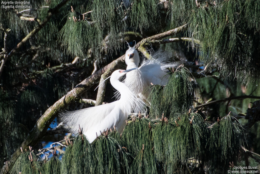 Dimorphic Egretadult breeding