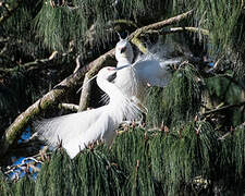 Aigrette dimorphe