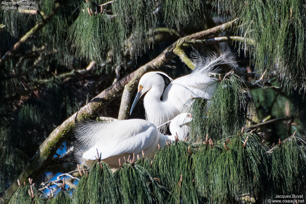 Dimorphic Egretadult breeding