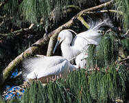 Aigrette dimorphe